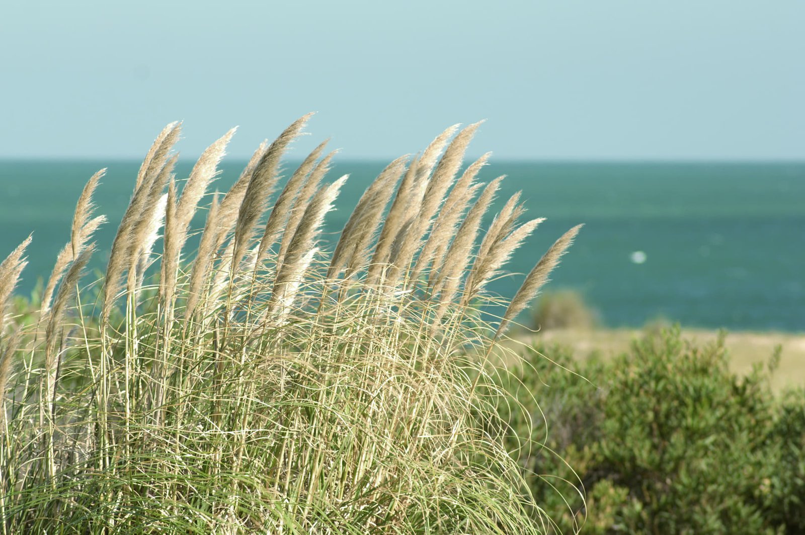 Arenas de la Pedrera